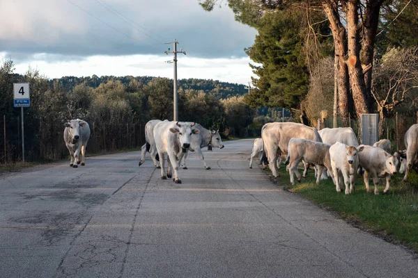 Cow herd with young calfs on a road in Gargano, Italy