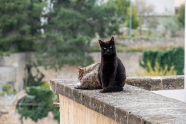 Güney İtalya, Gravina 'da balkonda tembellik eden iki kedi.