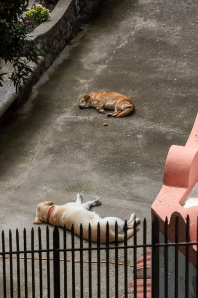 Two Italian Dogs Laying Lazy Courtyard Amalfi Coast Italy — Photo