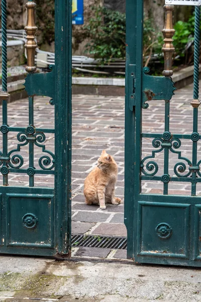 Cat Town Amalfi Southern Italy — Stockfoto