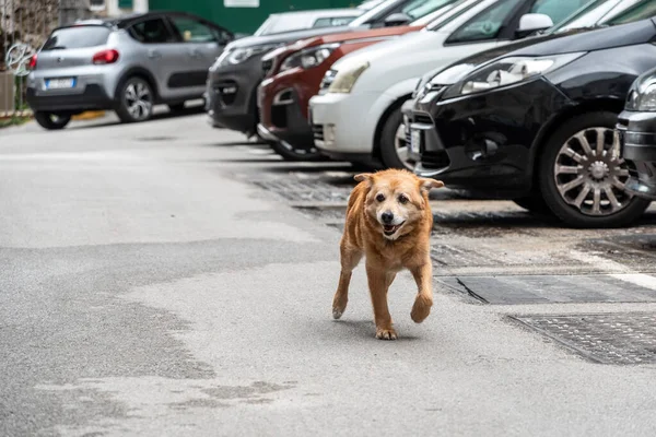 Stray Dog Very Friendly Face Walking Streets Amalfi Italy — Foto Stock