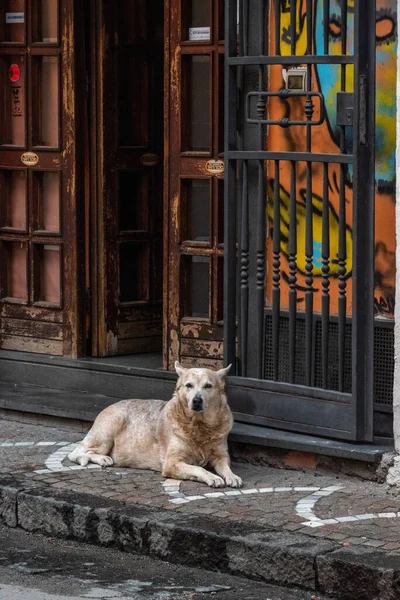 Stray Dog Laying Lazy Sidewalk Colorful Shop Background Italy — Foto de Stock