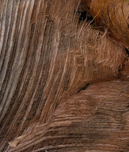 关闭椰子树树皮纤维纹理 Coconut宏背景 椰子纤维 — 图库照片