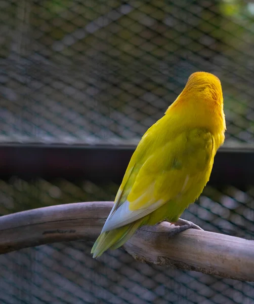 Back View Exotic Yellow Parakeet Sitting Wood Branch Cage Bali — Stock Photo, Image