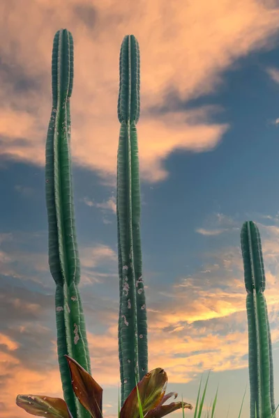 Trois Grands Cactus Contre Ciel Bleu Doré Lever Soleil Matin — Photo