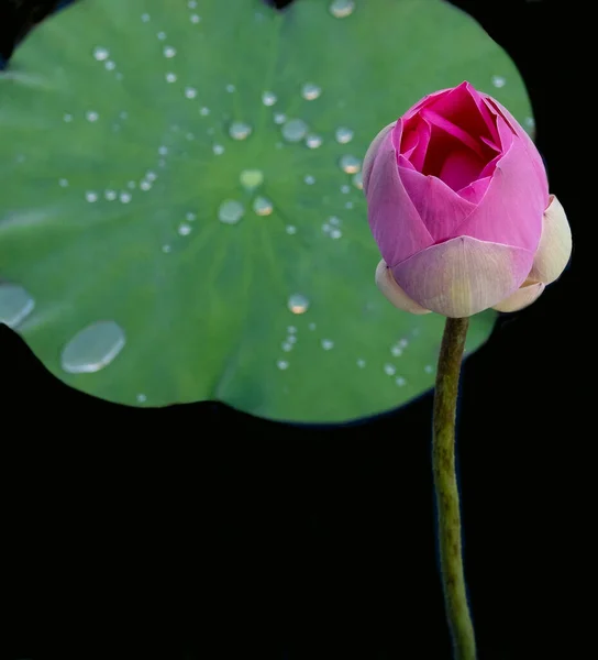 黒い水の池の長い茎に閉じたピンクの蓮の芽を閉じ 緑のユリのパッドが後ろにあります テキストのコピースペース — ストック写真