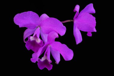 Siyah arka planda 3 ayrı pembe iris çiçeği. Boşluğu Kopyala