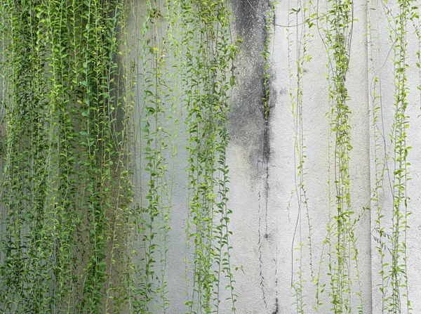 인도네시아 발리의 시멘트 벽에는 곰팡이 덩굴이 매달려 있습니다 — 스톡 사진