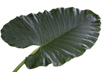 Beyaz arka planda damarları olan büyük tropikal bitki yaprağı