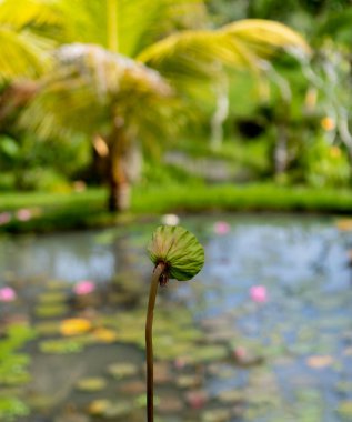 Pembe nilüfer çiçekleri ve nilüfer çiçekleri ile gölde yetişen palmiye ağaçlarının bulanık arkaplanına odaklan.