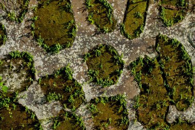 Bali, Endonezya 'da yosun ve yapraklı eski taş duvar