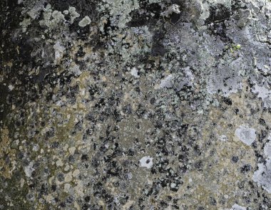 Beton duvarda küf sporları var.