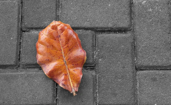 Close Fallen Orange Autumn Color Leaf Grey Brick Pavement — ストック写真