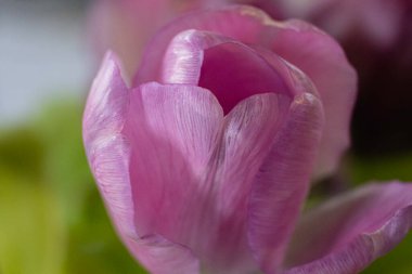 Close up isolated pink flower with hazy dreamy background