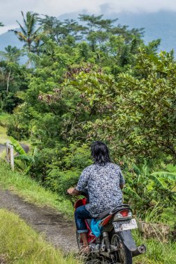 View from the back of a Balinese man riding motor scooter through rice field path