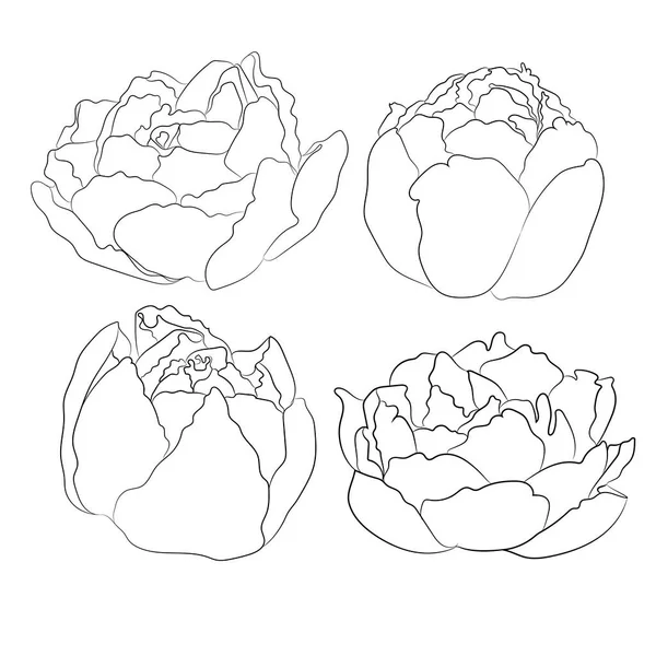 Pivoines Fleur Set Ligne Art — Image vectorielle