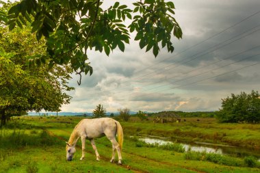 KOBULETİ, GEORGIA: Beyaz bir at bulutlu bir yaz gününde Ispani bataklığının yanındaki nehrin kenarında ot yer. Unesco tarafından korunuyor..