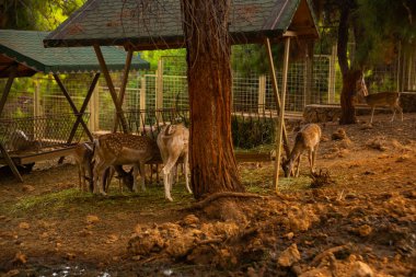 ANTALYA, TURKEY: bir yaz günü hayvanat bahçesinde geyik.