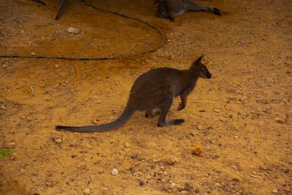 Antalya Turkey Kangaroo Zoo Antalya Summer Day — Stock Photo, Image