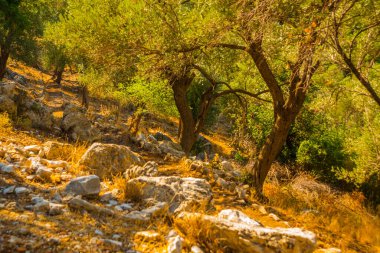 AMOS, MARMARIS, MUGLA, TURKEY: Türkiye 'nin Marmaris kenti yakınlarındaki eski Amos Antik kentinde yol ve kalıntılar