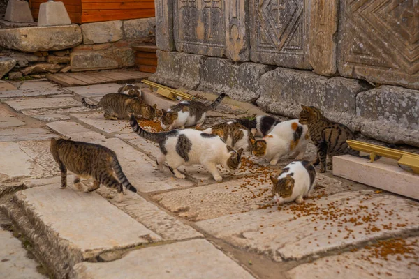 Ephesus Selcuk Izmir Turkey Cats Eat Food Ephesus Turkish City — Stock Photo, Image