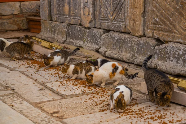 Ephesus Selcuk Izmir Turkey Cats Eat Food Ephesus Turkish City — Stock Photo, Image