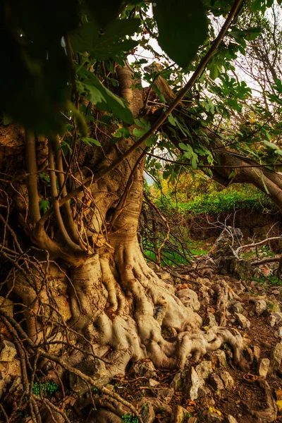 Éfeso Selcuk Izmir Turquia Árvore Velha Éfeso Cidade Turca Selcuk — Fotografia de Stock