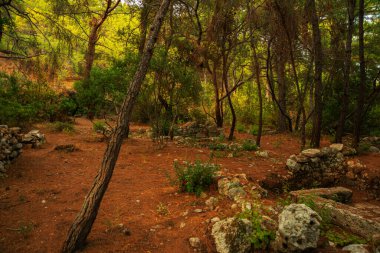 PHASELIS, TURKEY: Ruins of the Ancient city of Phaselis in the forest, village of Tekirova, Antalya province, near Kemer, Turkey.