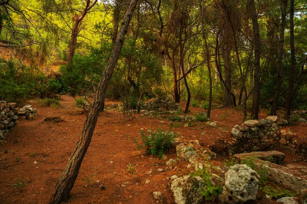 Phaselis Turkey Ruins Ancient City Phaselis Forest Village Tekirova Antalya — Stockfoto