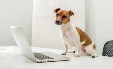 Ofis masasında dizüstü bilgisayarı olan köpek
