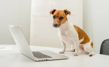 Ofis masasında dizüstü bilgisayarı olan köpek