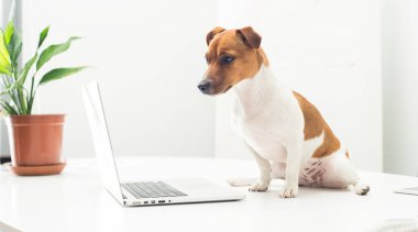 Ofis masasında dizüstü bilgisayarı olan köpek