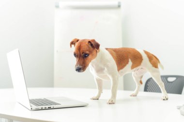 Ofis masasında dizüstü bilgisayarı olan köpek