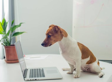Ofis masasında dizüstü bilgisayarı olan köpek