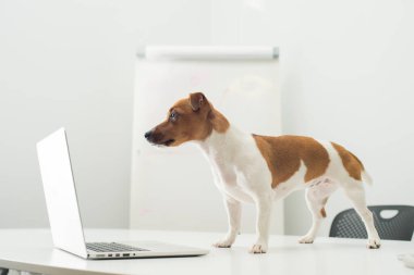 Ofis masasında dizüstü bilgisayarı olan köpek