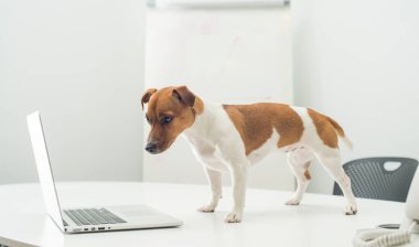 Ofis masasında dizüstü bilgisayarı olan köpek