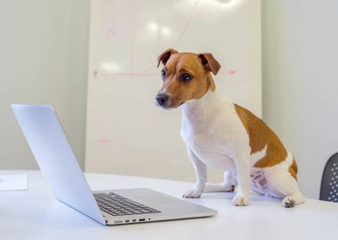 Ofis masasında dizüstü bilgisayarı olan köpek