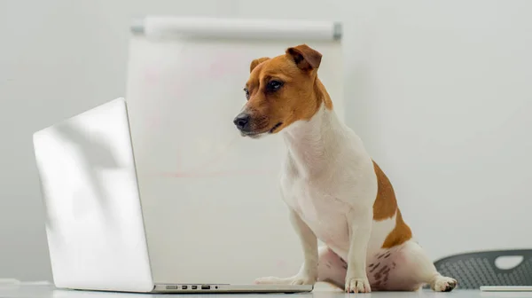 Собака Ноутбуком Рабочем Столе — стоковое фото