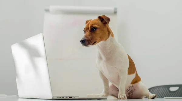 dog with laptop on office desk