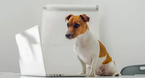 dog with laptop on office desk