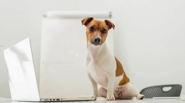 Ofis masasında dizüstü bilgisayarı olan köpek