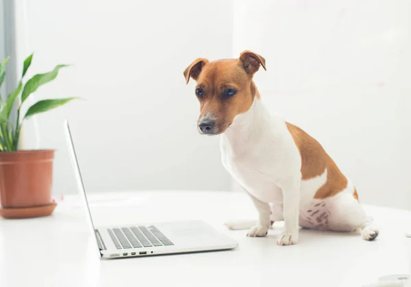 dog with laptop on office desk