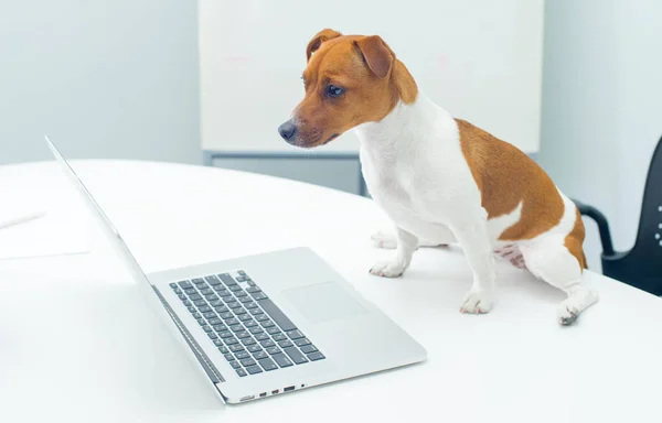 dog with laptop on office desk