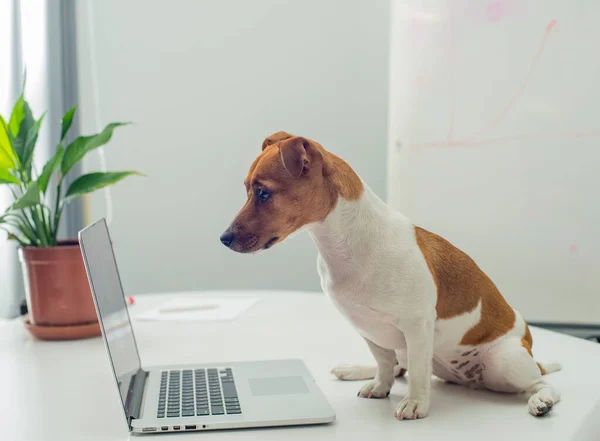 Cão Com Laptop Mesa Escritório Imagens Royalty-Free