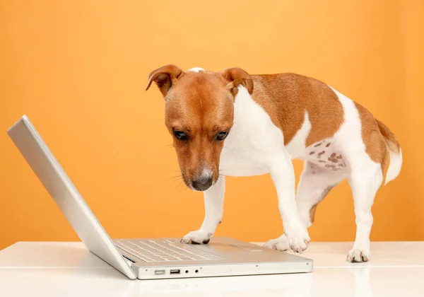 dog with a laptop jack russell terrier with a laptop on a yellow background isolated