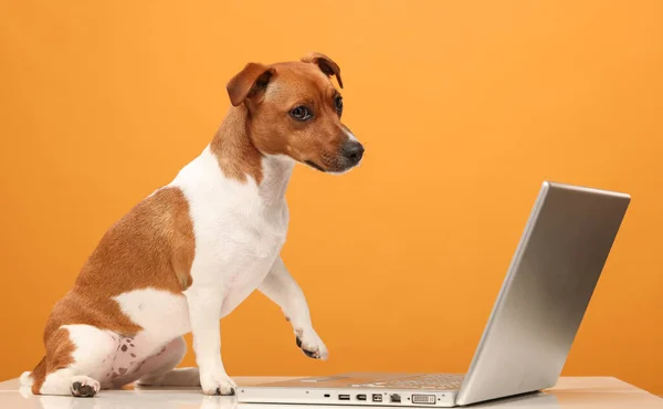 dog with a laptop jack russell terrier with a laptop on a yellow background isolated