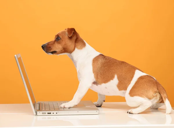 dog with a laptop jack russell terrier with a laptop on a yellow background isolated