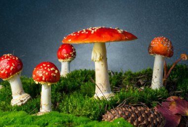 Ormanda tarım mantarı uçur