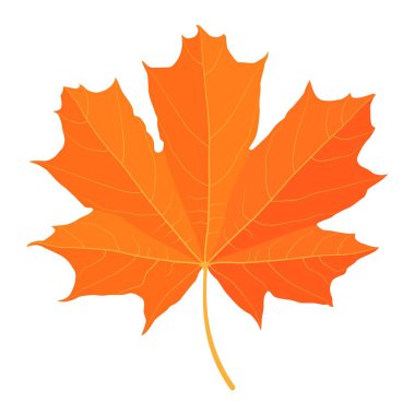  Sarı akçaağaç yaprağı. Vektör illüstrasyonu beyaz arkaplanda izole edildi.