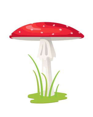  Amanita. Vektör illüstrasyonu beyaz arkaplanda izole edildi.